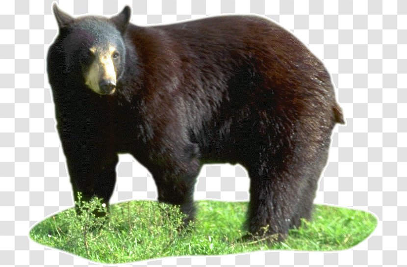 American Black Bear Grizzly Image Polar - Terrestrial Animal Transparent PNG
