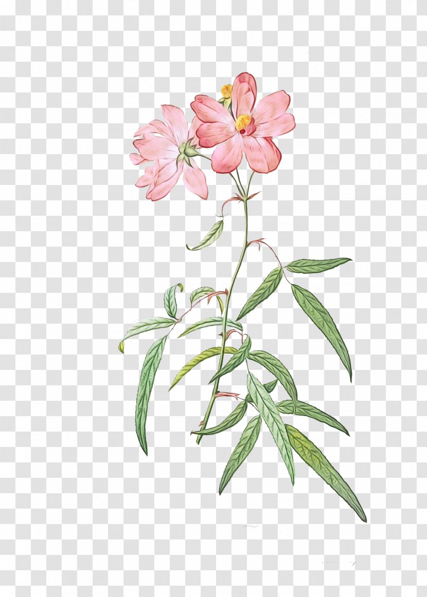 Flower Plant Pink Petal Prickly Rose - Paint - Impatiens Pedicel Transparent PNG