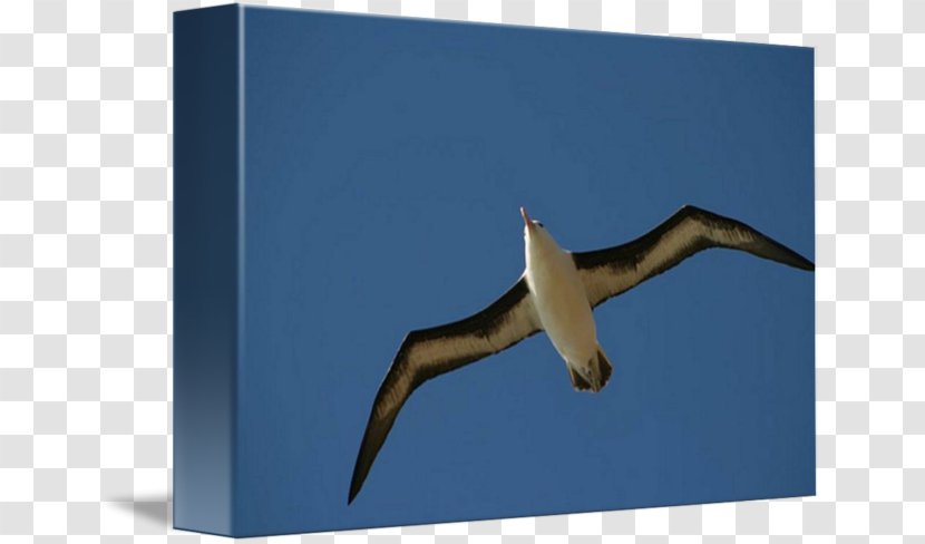 Beak Sky Plc - Blackbrowed Albatross Transparent PNG