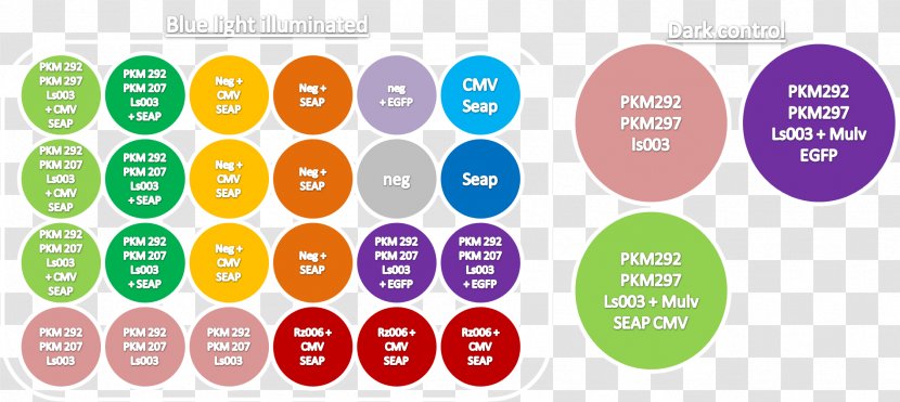 Color Light Graphic Design Vector Transparent PNG
