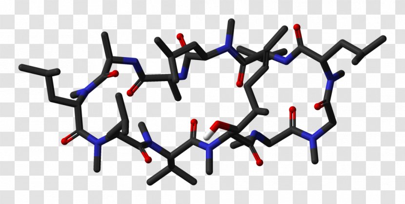 Cyclosporine Nonribosomal Peptide Ribosome Sirolimus Tacrolimus Transparent PNG