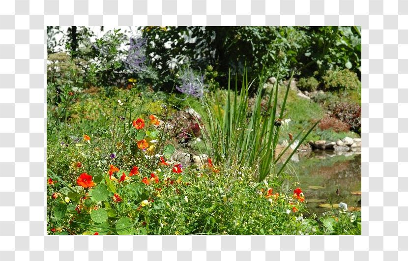 Plant Community Botanical Garden Vegetation Flora Landscape Transparent PNG