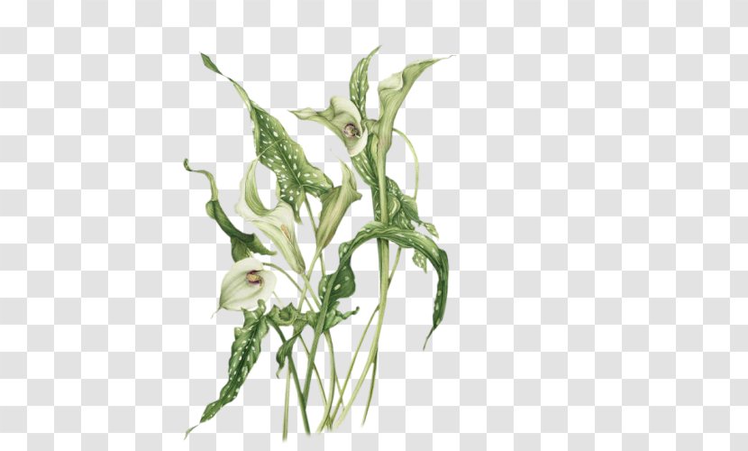 Lily Flower Cartoon - Calla - Plant Stem Pedicel Transparent PNG