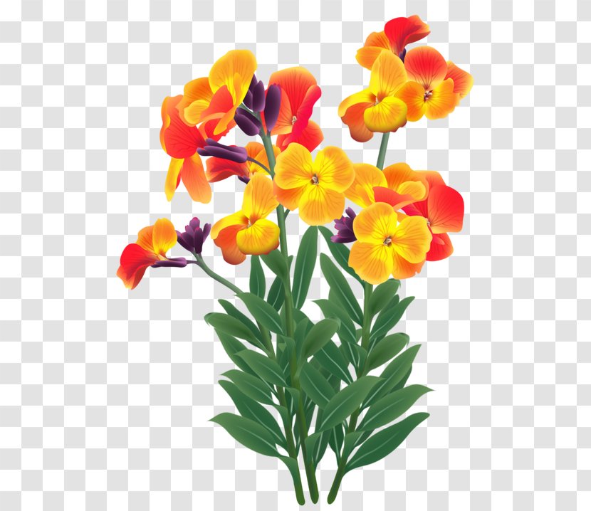 Moth Orchids Cut Flowers Plant Stem Petal - Yellow - Orange Transparent PNG