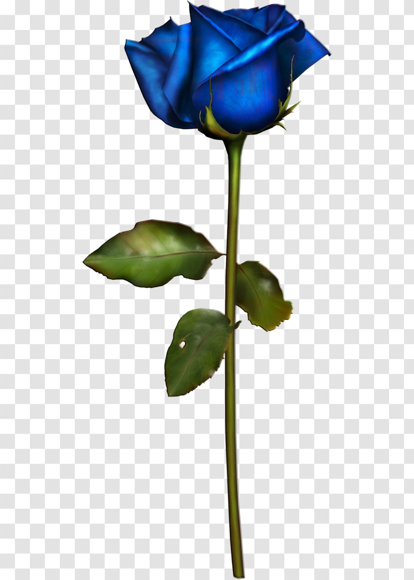 Garden Roses Blue Rose Cut Flowers - Plant Transparent PNG