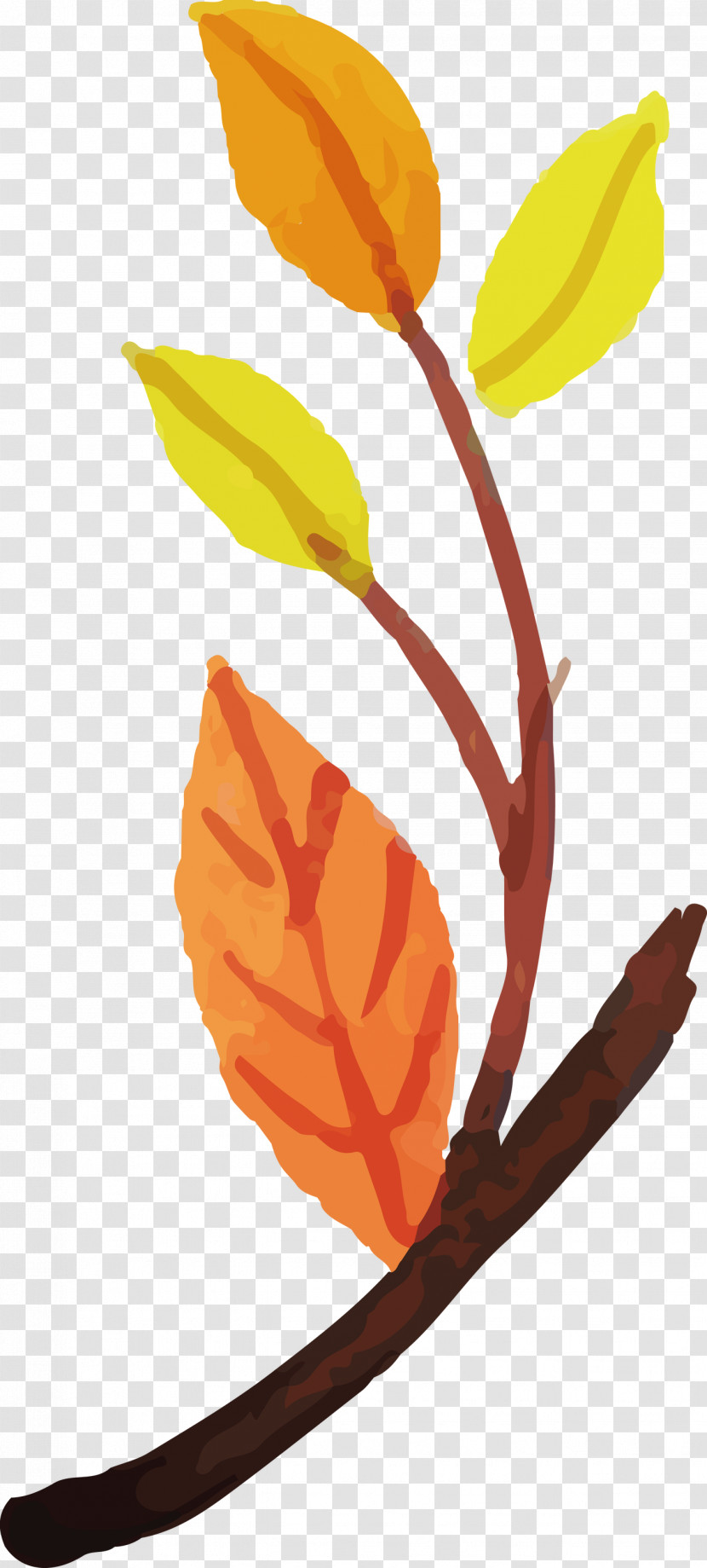 Plant Stem Leaf Petal Flower Plants Transparent PNG