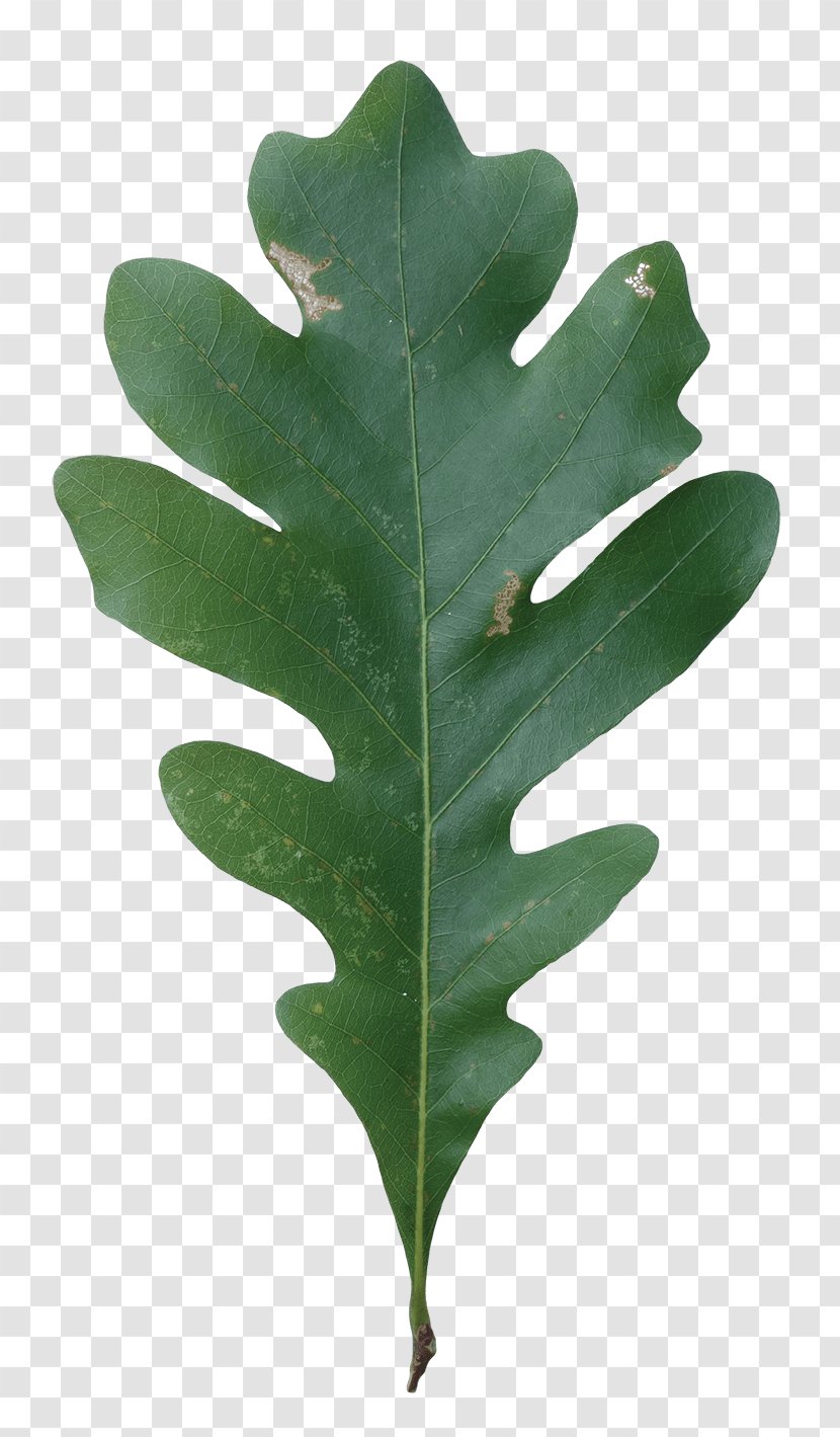 Leaf White Oak Northern Red Tree Plants - Aquatic Transparent PNG