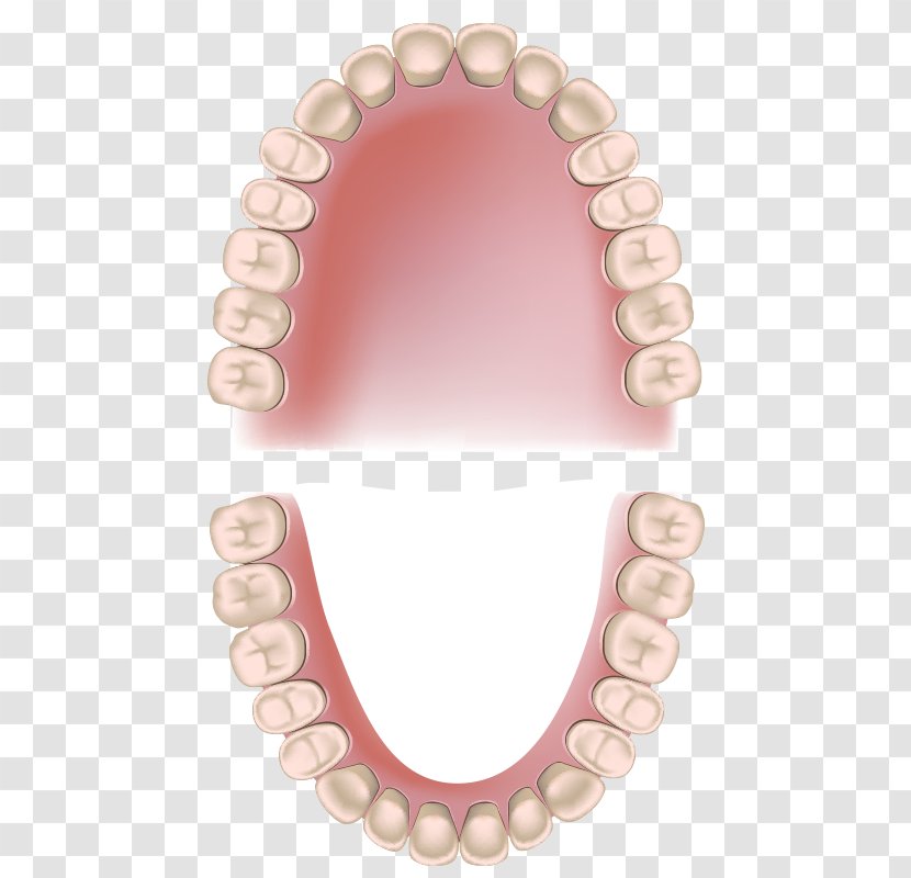 Permanent Teeth Deciduous Dentistry Periodontitis Child - Dental Anatomy - Health Analysis Transparent PNG