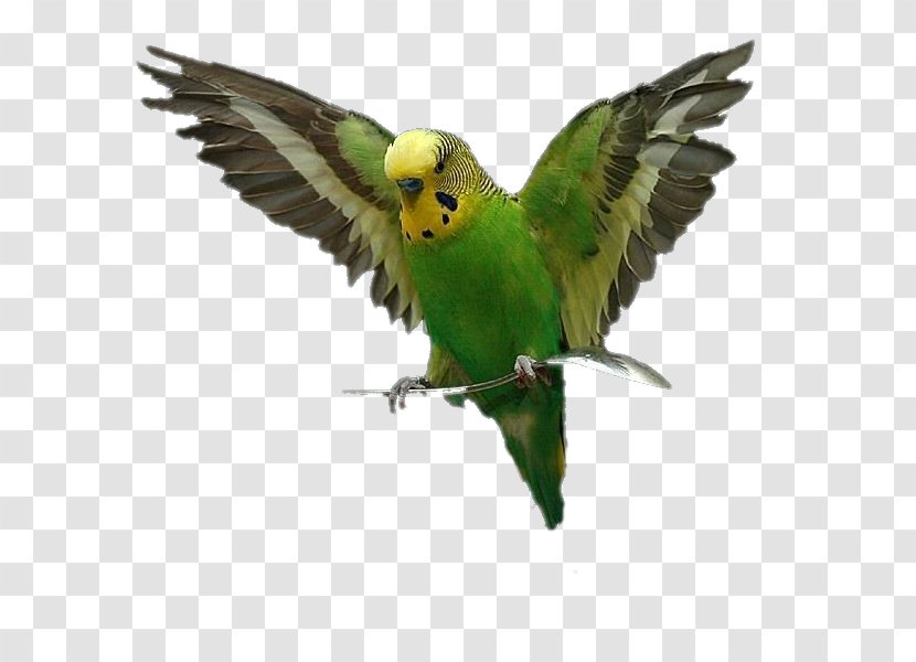 Lovebird Parrot Budgerigar Perroquet - Animal Transparent PNG