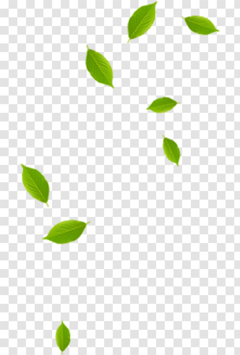 Leaf Green Pattern - Area Transparent PNG