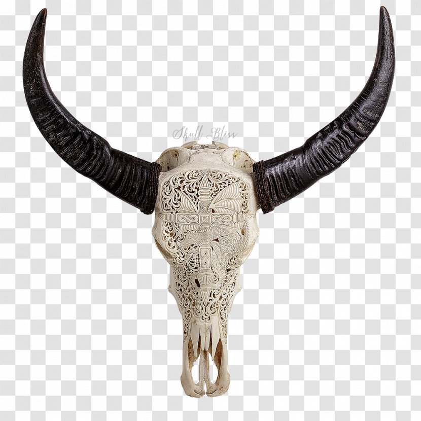 Cattle Horn Animal Skulls Bone - Bull - Skull Transparent PNG