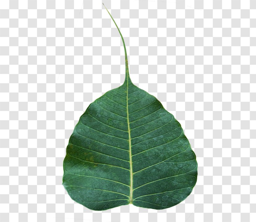 Sacred Fig Bodhi Tree Leaf Banyan Rubber Transparent PNG
