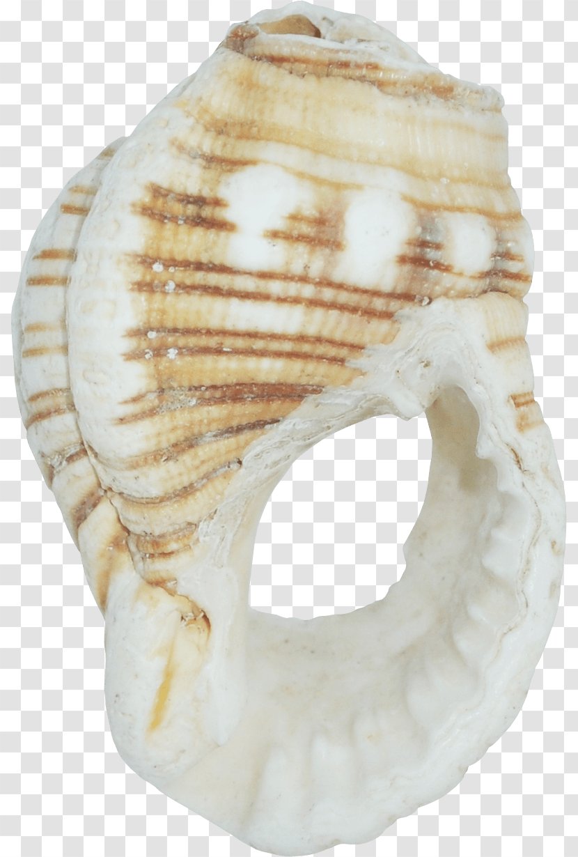 Seashell Image Molluscs Computer Software - Rgb Color Model - Jade Transparent PNG