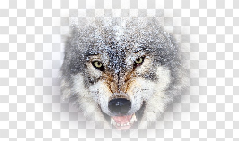 Basset Hound Desktop Wallpaper Coyote Brain Game Animals Display Resolution - Mongolian Wolf Transparent PNG