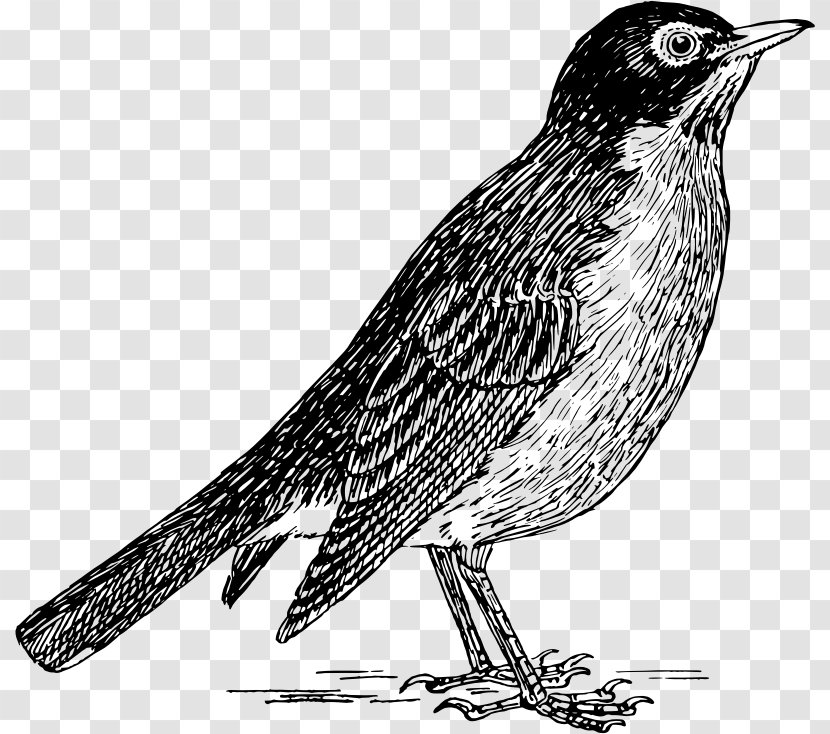 Finch European Robin Drawing Clip Art - Falcon Transparent PNG