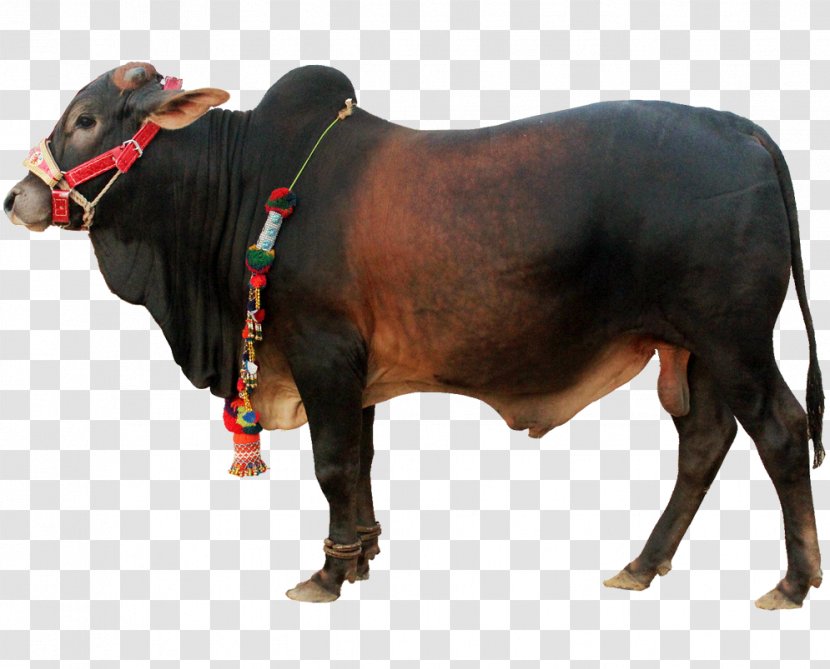 Cattle Ox Qurbani Livestock - Rumen - Snout Transparent PNG