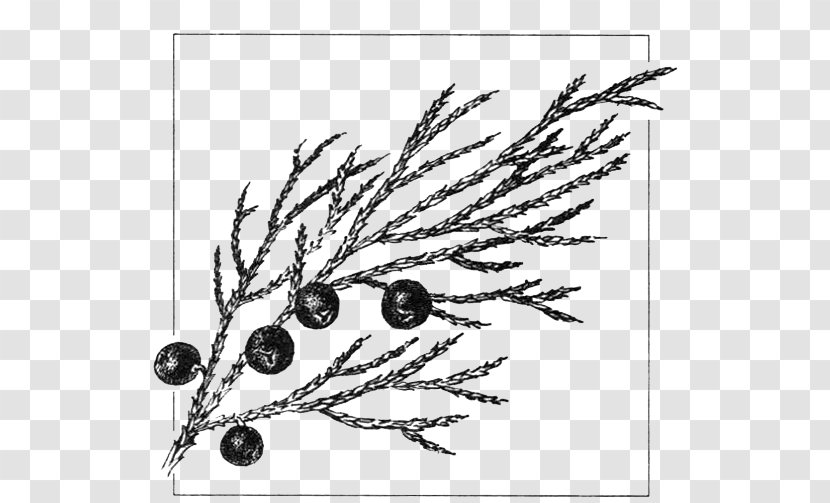 Juniperus Sabina Common Juniper Drawing Gymnosperm Cupressus - Plant Transparent PNG