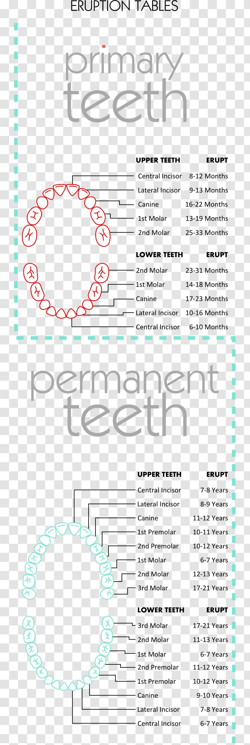 Document Graphic Design Line Pattern - Human Tooth Transparent PNG