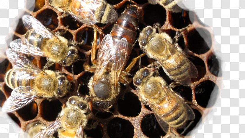 Western Honey Bee Queen Worker Beehive - Koningin Transparent PNG