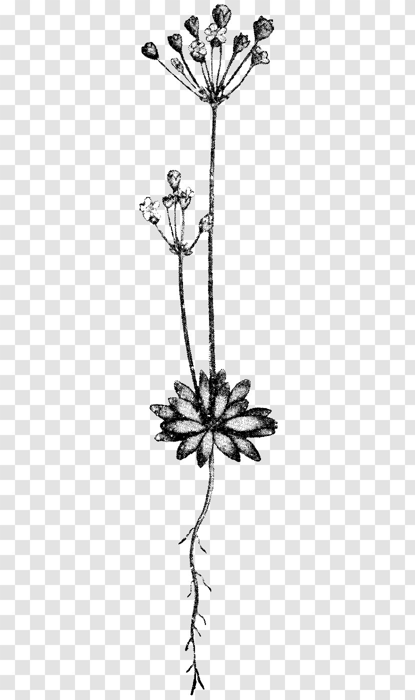 Twig Leaf Succulent Plant Stem - Botany - Arabian Jasmine Flower Transparent PNG