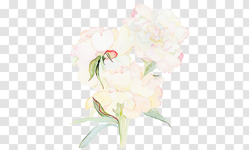 Flower White Cut Flowers Pink Plant Transparent PNG