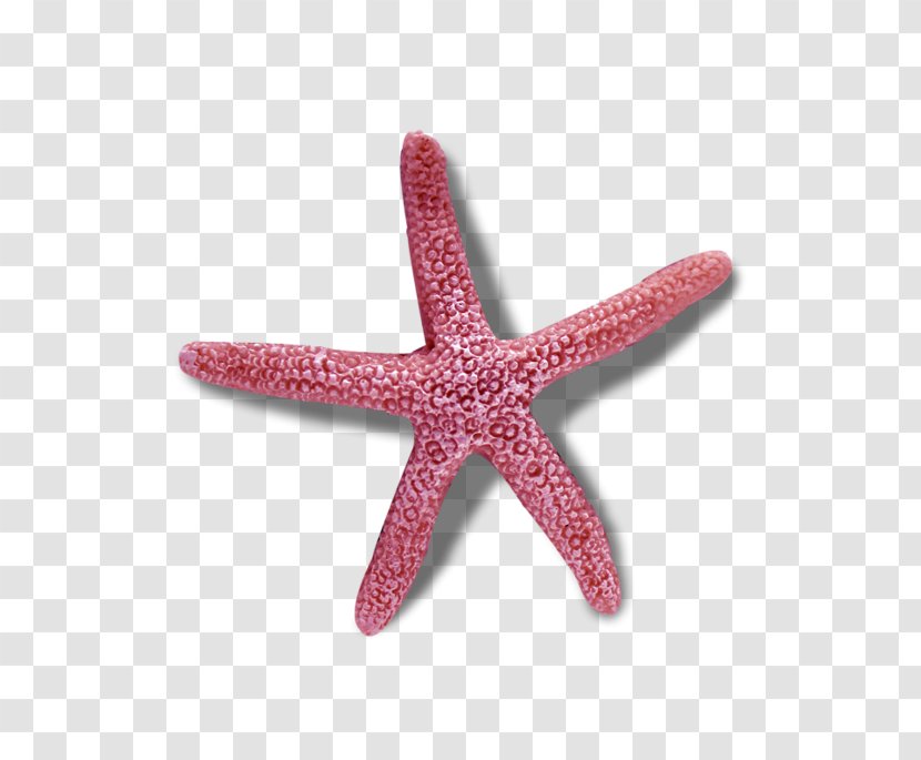 Starfish Echinoderm Symmetry In Biology Reflection - Pink Sea Star Transparent PNG