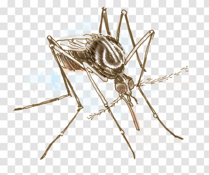 Aedes Albopictus Yellow Fever Mosquito Insect Invertebrate Ovitrap Transparent PNG