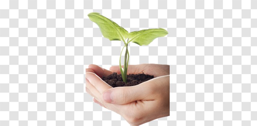 Plant Soil - Holding Transparent PNG