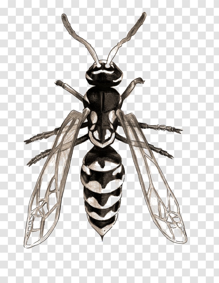 Wasp Insect Hornet Bee Photography - Drawing Transparent PNG