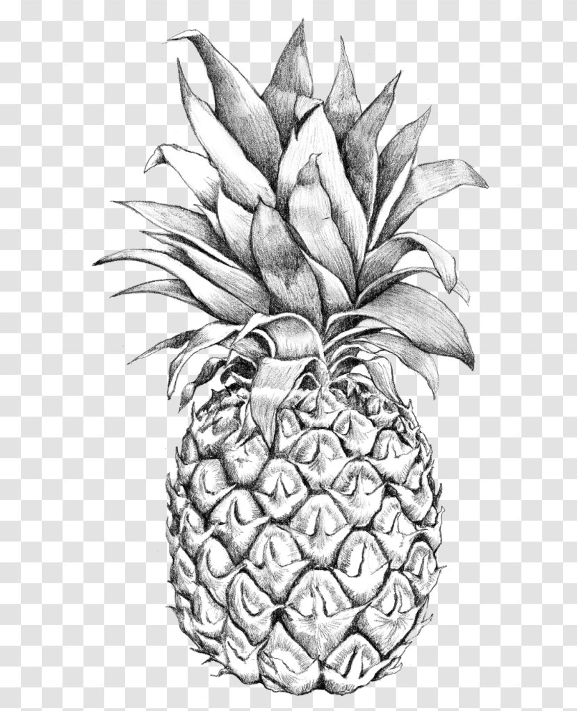 Pineapple Drawing - How To Draw A Pineapple Step By Step