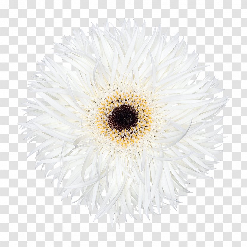 Chrysanthemum Transvaal Daisy Oxeye Cut Flowers Family Transparent PNG