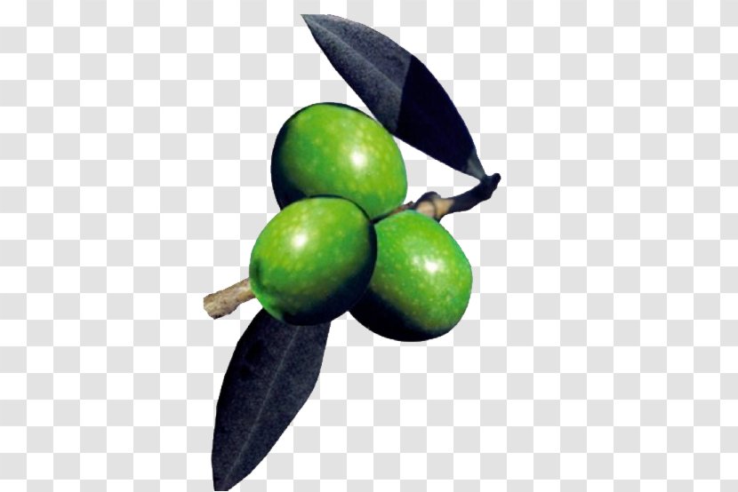 Fruit Olive - Food Transparent PNG