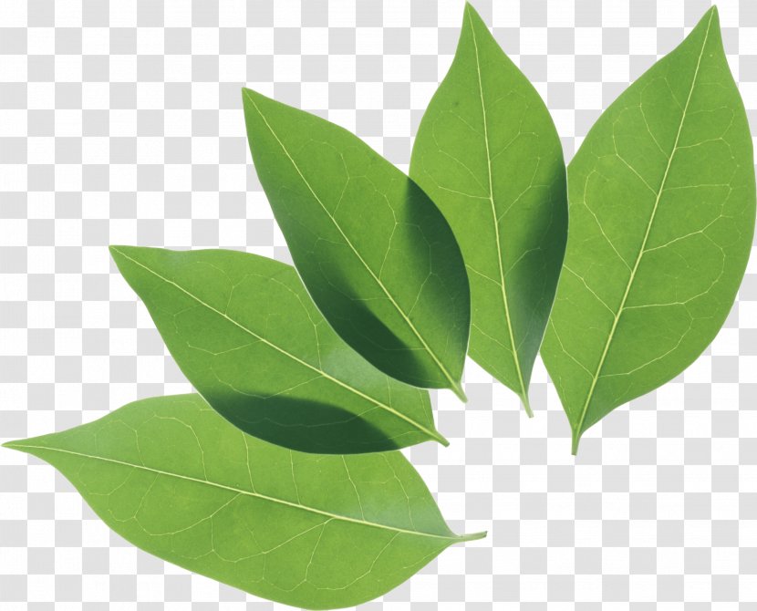 Leaf Clip Art - Plant Stem - Green Transparent PNG