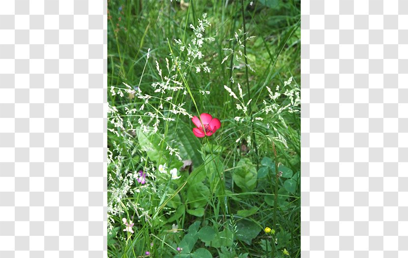 Ralf Sieber Gartengestaltung Flora Herbaceous Plant Subshrub Annual - Diplôme Transparent PNG