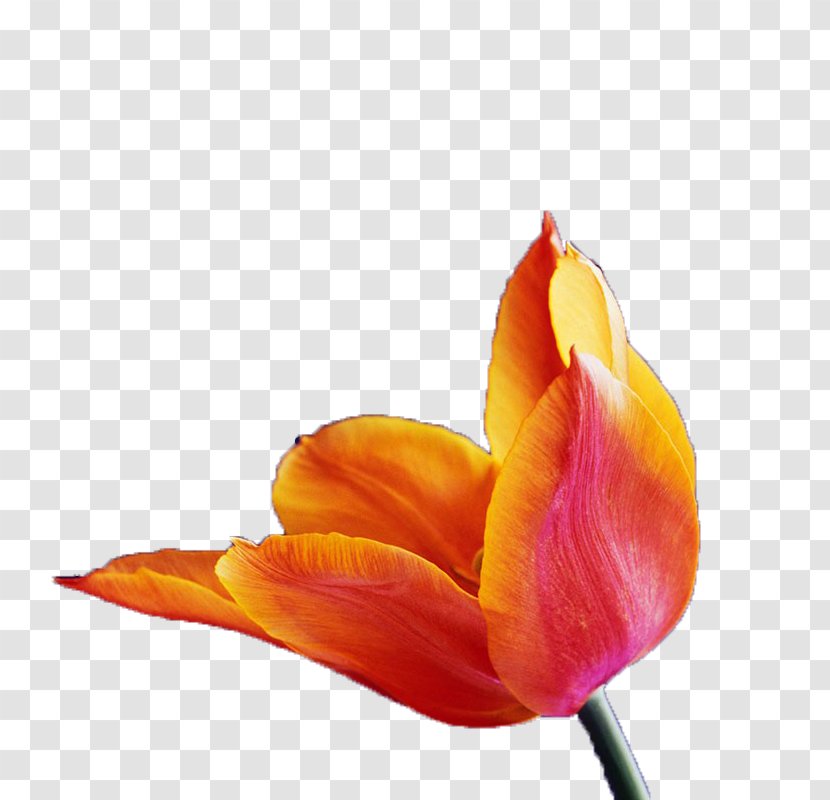Tulip Orange Wallpaper - Flower - Opening Transparent PNG