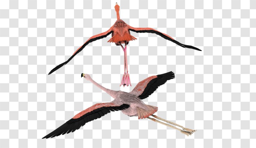 Bird White Stork Flamingo Flight Clip Art Transparent PNG