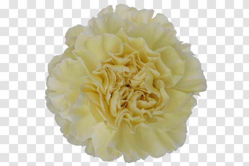 Cut Flowers Carnation Yellow Floristry - Lei - Flower Transparent PNG