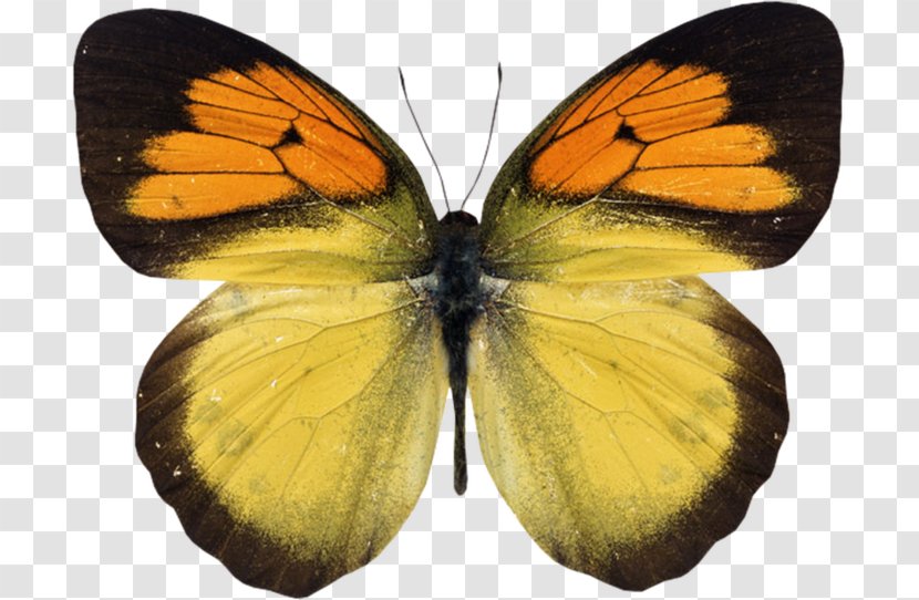 Натяжна стеля Paper Ceiling Photography - Flight Of The Butterflies Transparent PNG