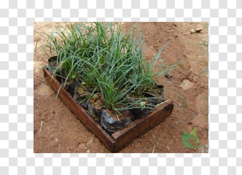 Grasses Garden Scutch Grass Sowing - Pruning Transparent PNG