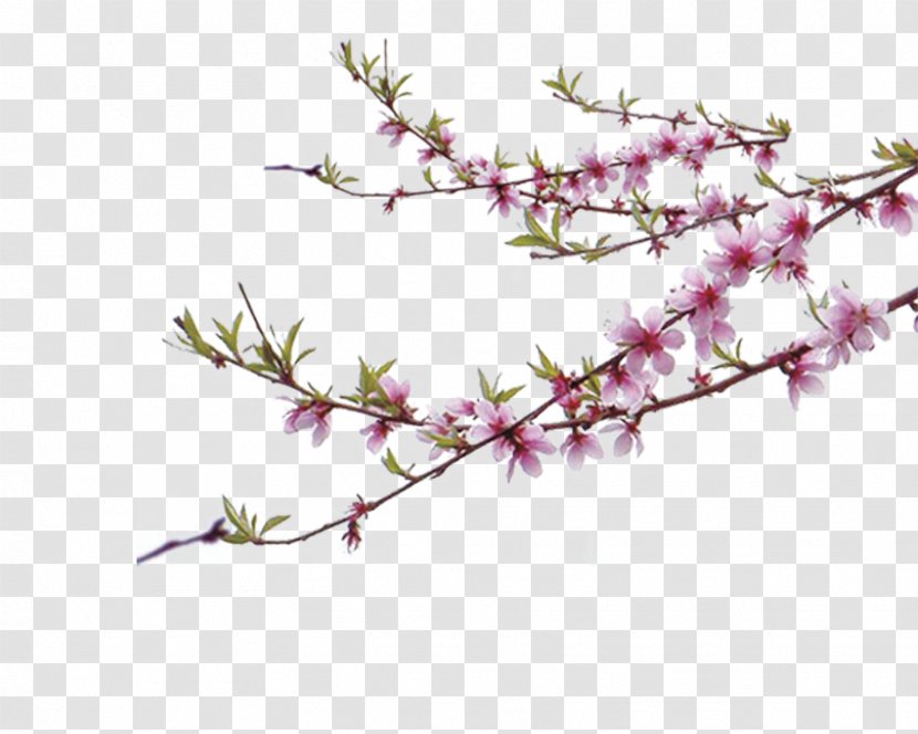Chinoiserie - Plant - Peach Tree Branches Transparent PNG