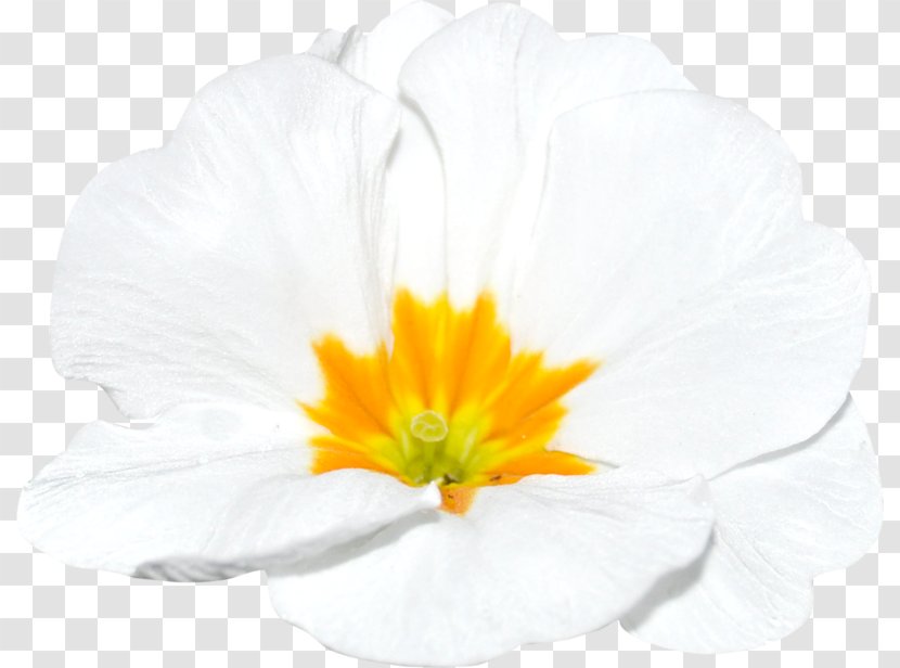 Flowering Plant - Flower - A Variety Of Floral Patterns Transparent PNG