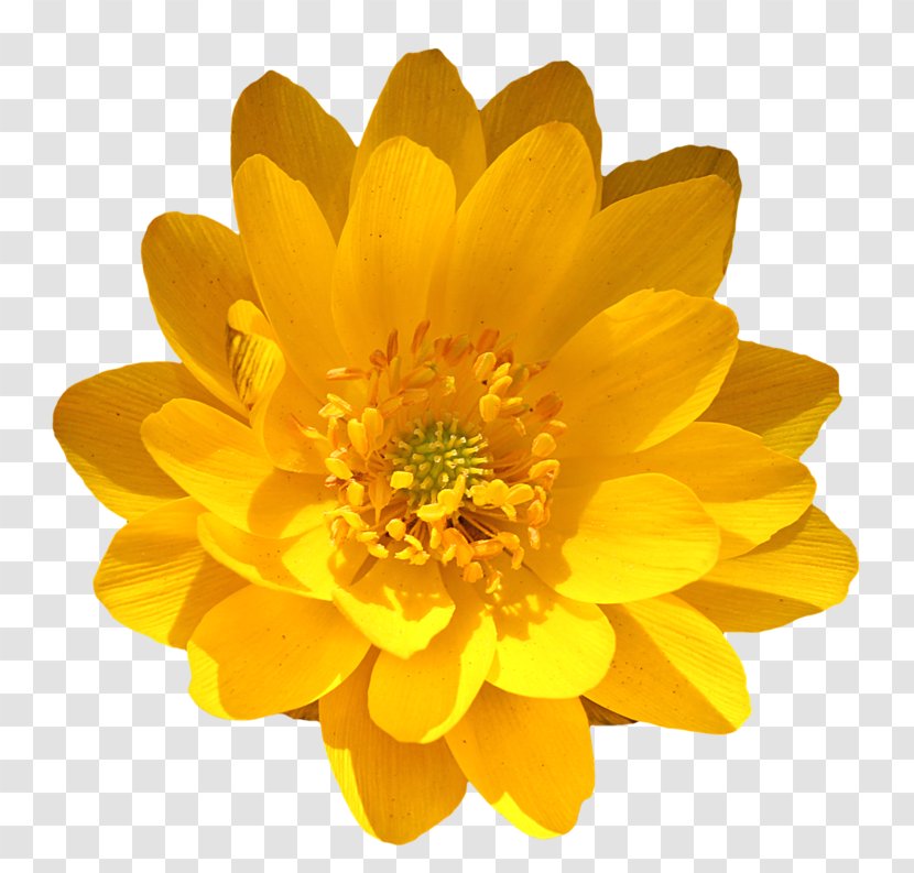 Marigold Flower Stock Photography Royalty-free - Annual Plant Transparent PNG