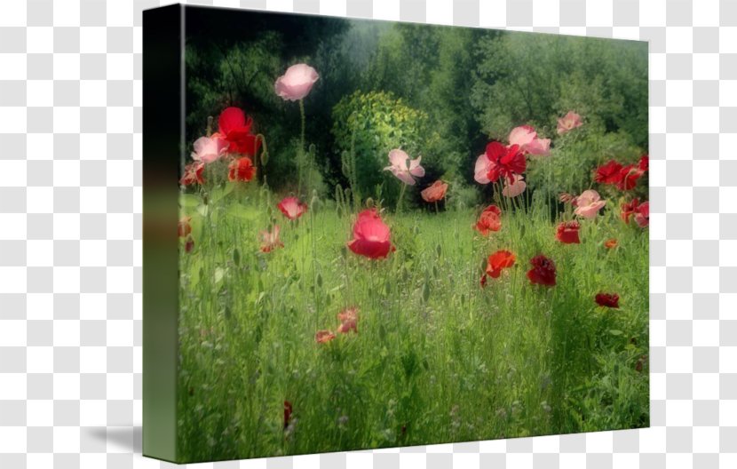 Poppy Wildflower Groundcover Meadow - Flowering Plant - Field Transparent PNG