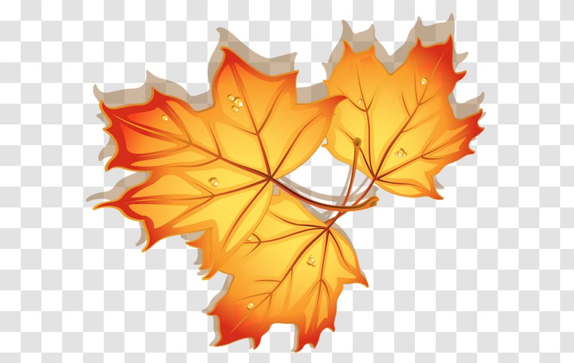 Maple Leaf Autumn - Orange - Leaves Transparent PNG