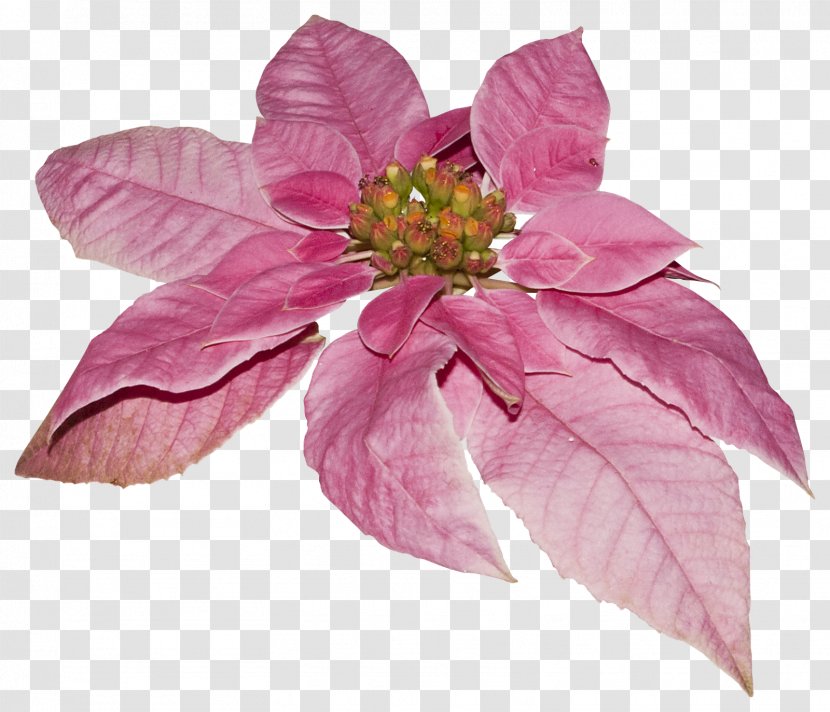 Cut Flowers Lilac Violet Petal - Pink - Elements Transparent PNG