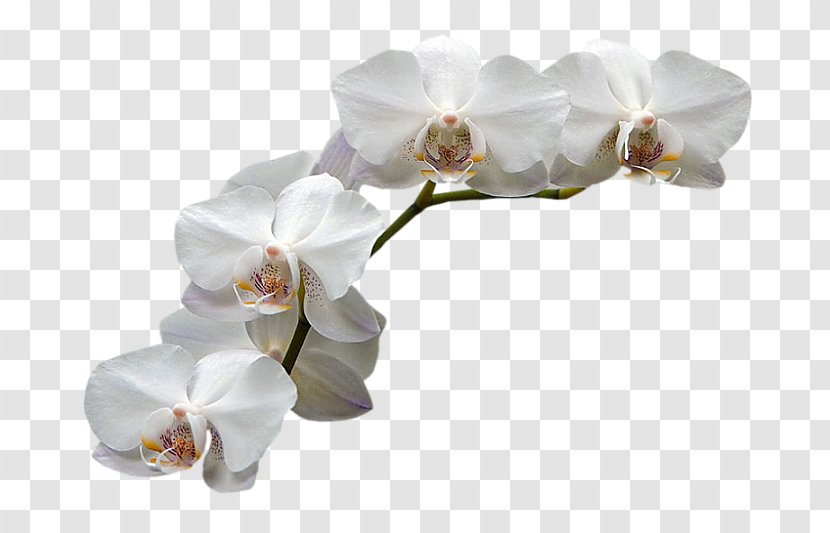Moth Orchids Flower - Orchid Transparent PNG