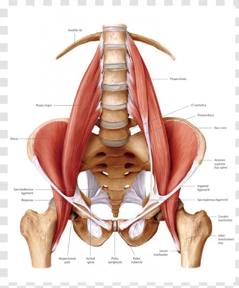 Psoas Major Muscle Iliopsoas Anatomy Human Body - Sitting - Nerve Roots Spine Transparent PNG