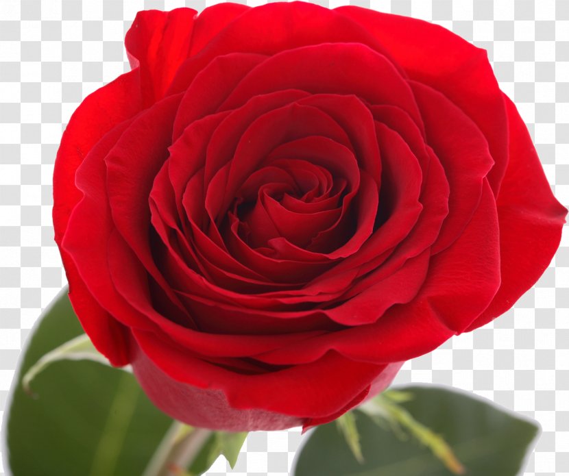 Centifolia Roses Garden Flower Floribunda - Red Rose Transparent PNG