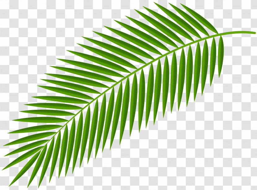 Palm Branch Clip Art Trees Palm-leaf Manuscript Image - Tree - Leaf Transparent PNG