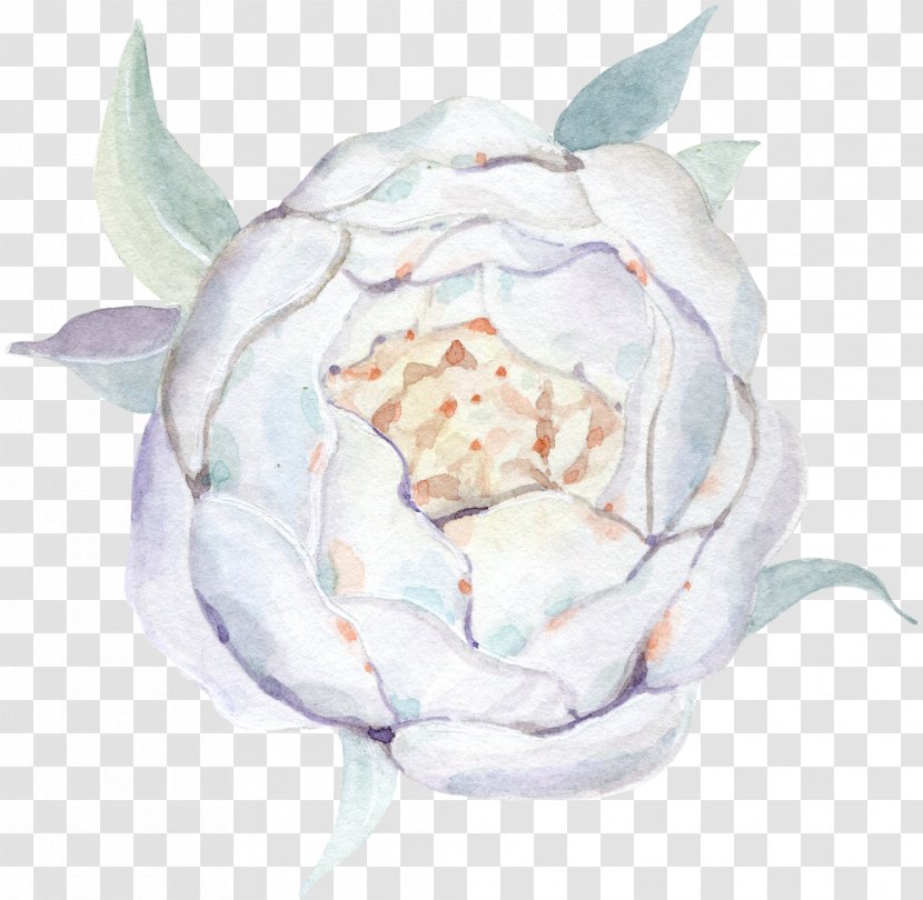 Watercolour Flowers Watercolor Painting Drawing - Rosa Centifolia - White Rose Transparent PNG